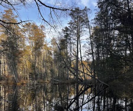 South Campground at Bass River State Forest