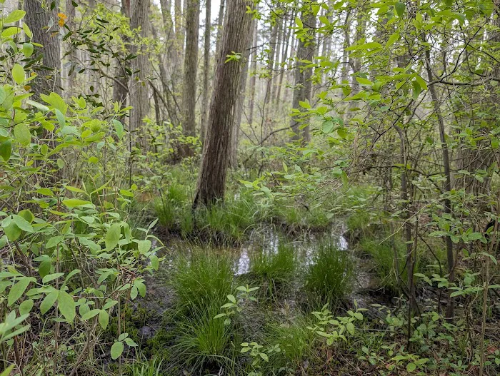 South Campground at Bass River State Forest Picture 3