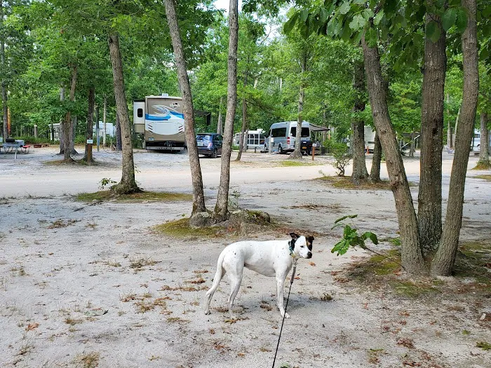 Atlantic Shore Pines Campground- Jersey Shore Camping at its finest! Picture 3