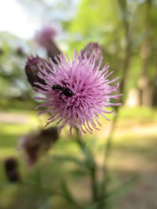 Camp Herald 角聲疊湖營 Picture 6