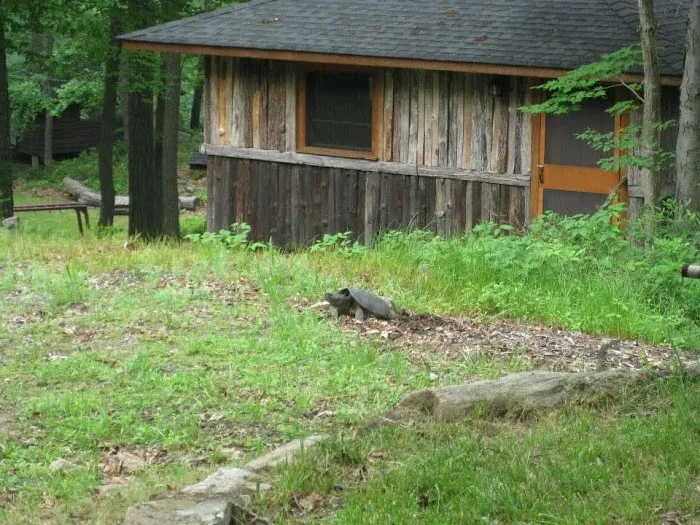 Camp Herald 角聲疊湖營 Picture 4