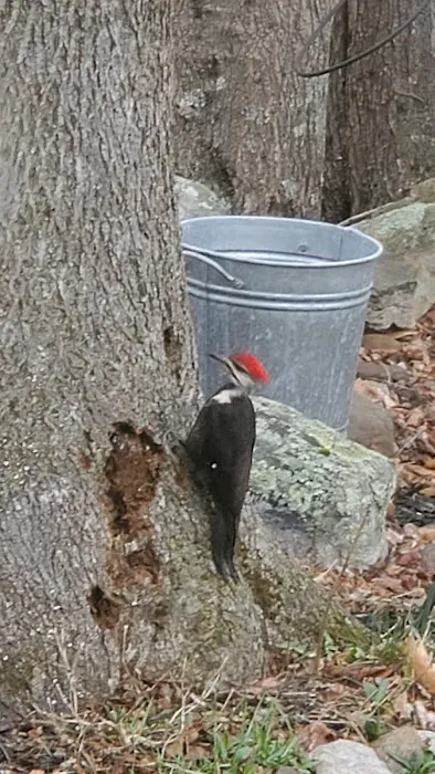 Korn's Shawangunk Kill Campground Picture 2