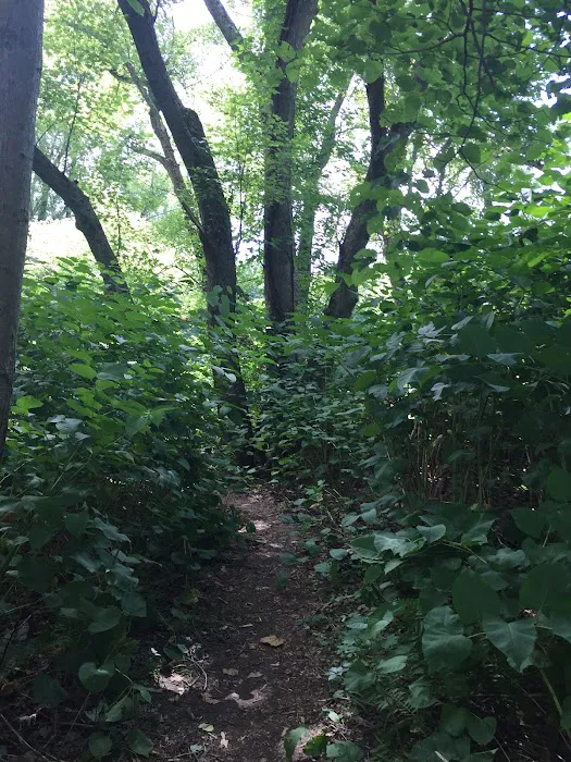 National Park Service - Mashipacong Island - Campsite # 1 Picture 8