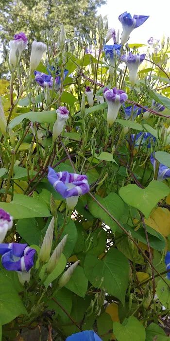 Pocono Vacation Park Picture 7