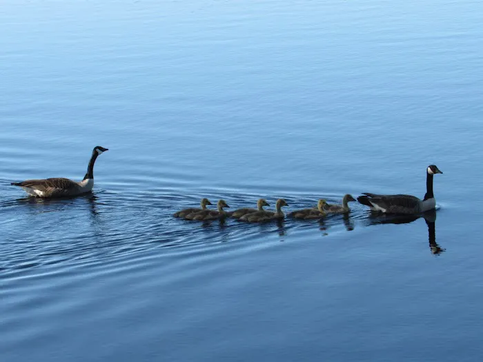 Hospitality Creek Campground Picture 5