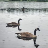 Hospitality Creek Campground ico