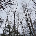 Holly Green Camping Grounds