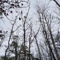 Holly Green Camping Grounds ico