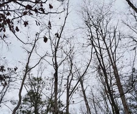 Holly Green Camping Grounds