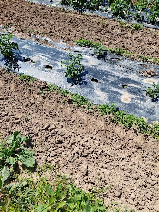 College Settlement Camps-Headwaters Of Pennypack Creek Picture 5