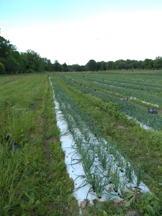 College Settlement Camps-Headwaters Of Pennypack Creek Picture 2