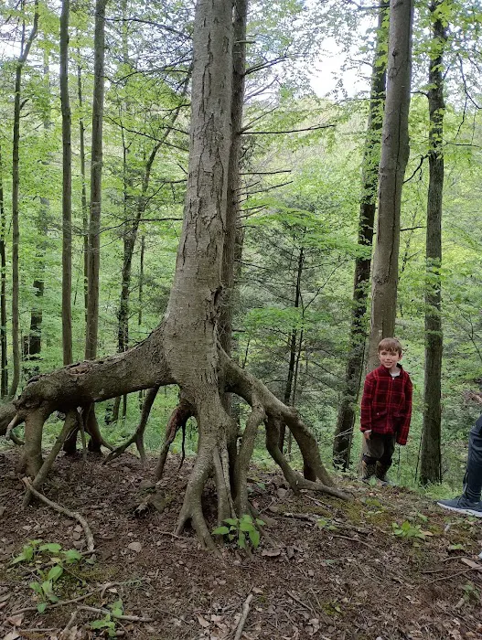 Beaver Vally Camp Grounds Picture 3