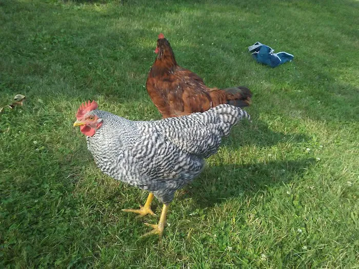 Camp Adas Bnos Vien Picture 10