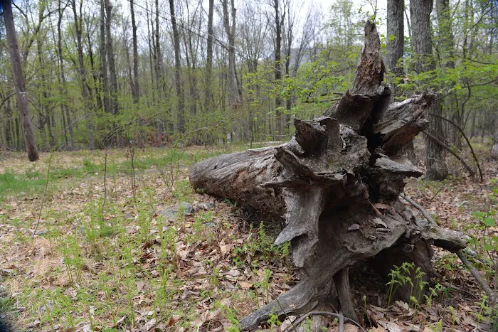 Thousand Trails Scotrun Picture 9