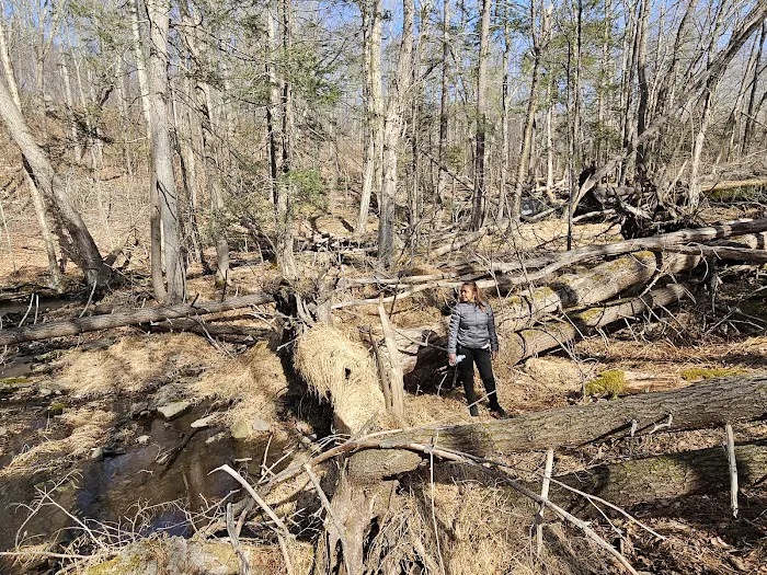 State Forest Campsite #S001 Picture 1