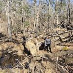 State Forest Campsite #S001