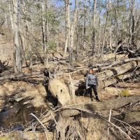 State Forest Campsite #S001 ico