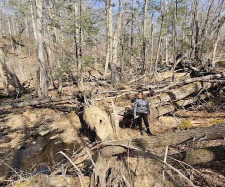 State Forest Campsite #S001