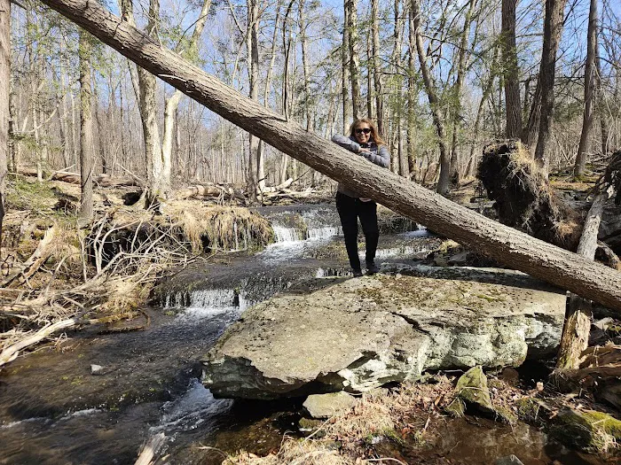 State Forest Campsite #S001 Picture 3