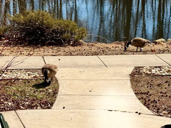 Deluxe Cabin 306 Picture 2