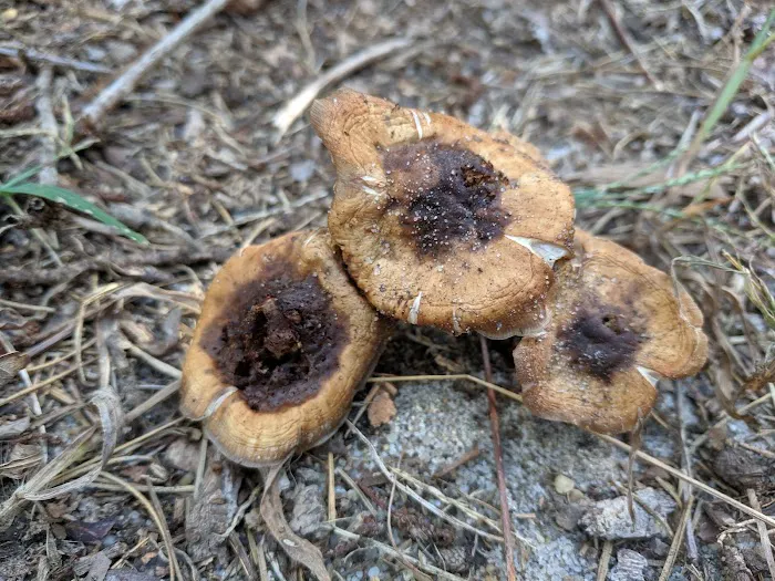 Jaggers Point Campground Picture 10