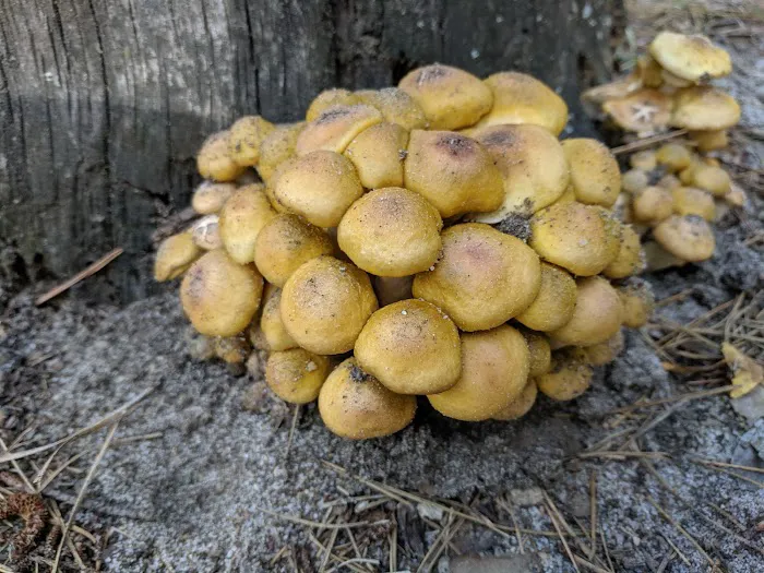 Jaggers Point Campground Picture 9