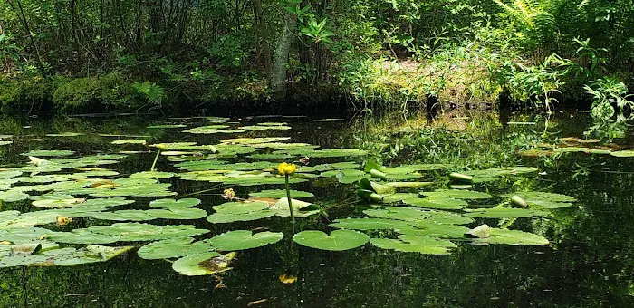 Mays Landing Campground Picture 4