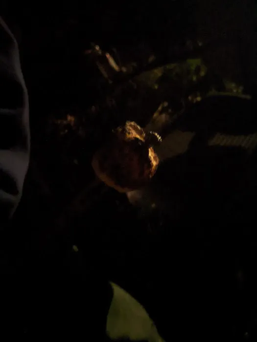 Delmont Scout Reservation Picture 4