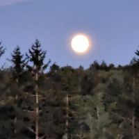 Eretz HaChaim Czernowitz ico