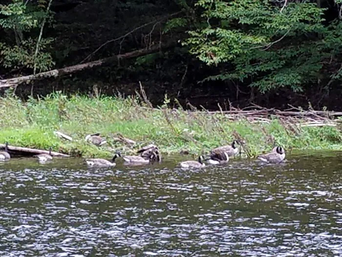 Neversink River Campgrounds Picture 6