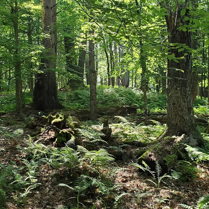 Happy Days Campground Picture 1