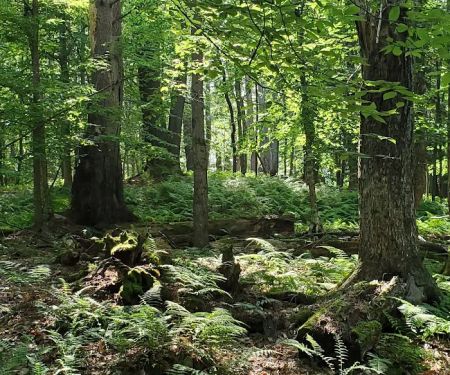 Happy Days Campground