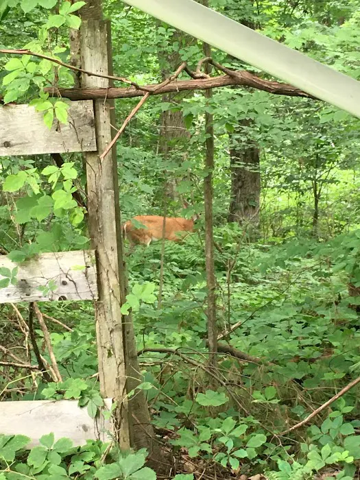 CreekView Campsites Picture 6