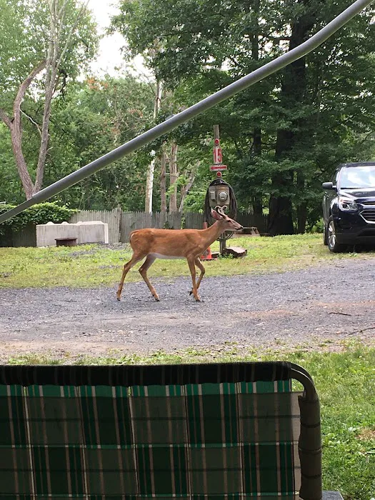 CreekView Campsites Picture 3