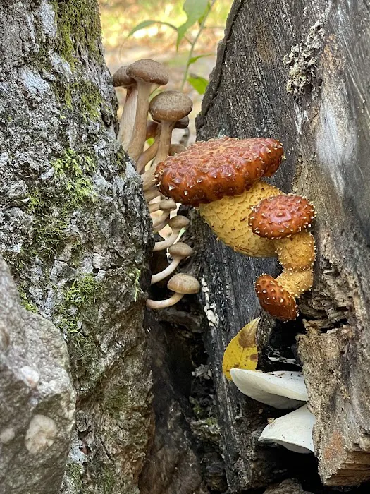 Sundown Wild Forest Peekamoose Campground Parking Picture 6