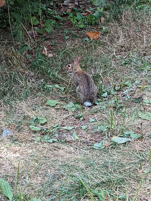 Pickerel Point Campground Picture 4