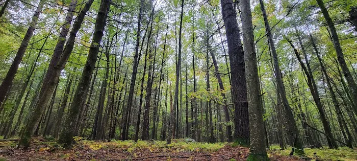 White Deer Campsite Picture 8