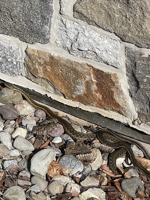 Rhododendron Campground Picture 3