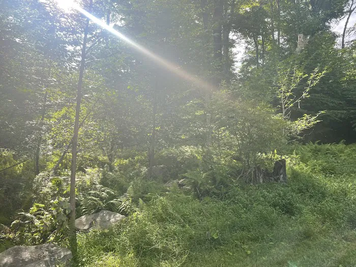 Rhododendron Campground Picture 5