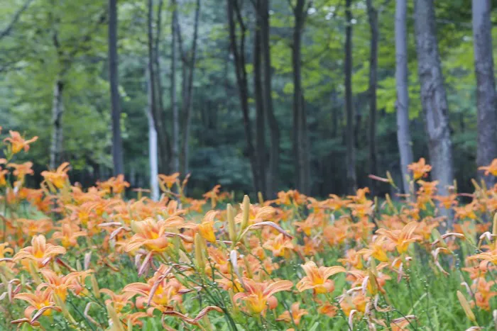Peaceful Woodlands Family Campground Picture 1