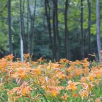 Peaceful Woodlands Family Campground ico