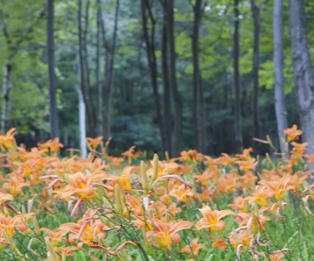 Peaceful Woodlands Family Campground