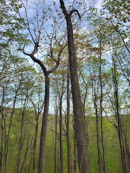 Fahnestock State Park Campground Picture 8