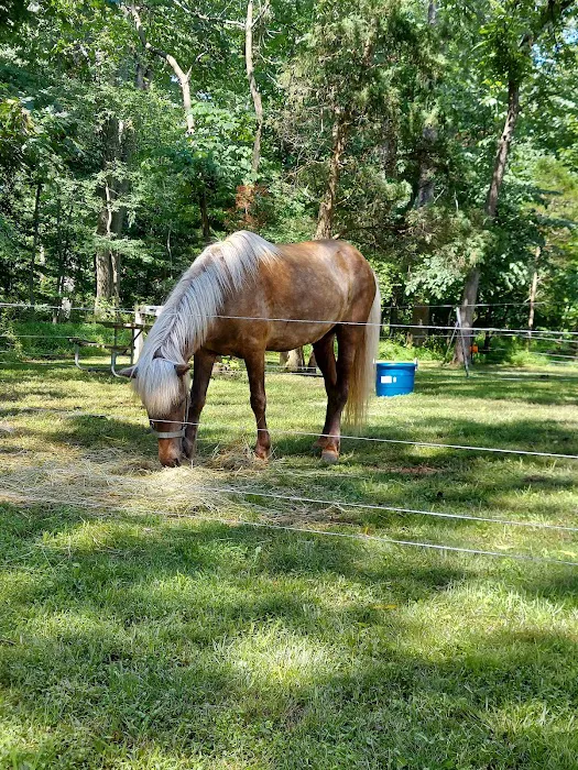 Marino Equestrian Campground Picture 4