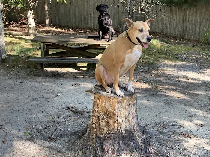 Bellplain State Forest Astronomy Picture 10