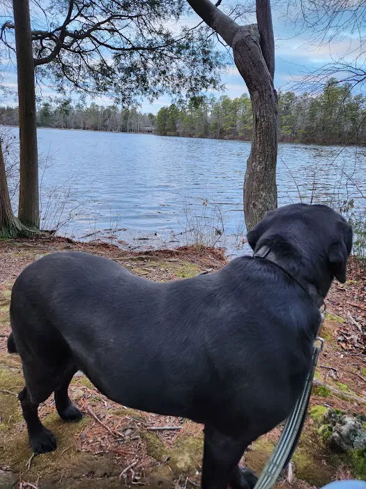Bellplain State Forest Astronomy Picture 3