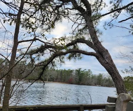 Bellplain State Forest Astronomy