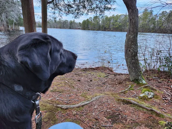 Bellplain State Forest Astronomy Picture 4