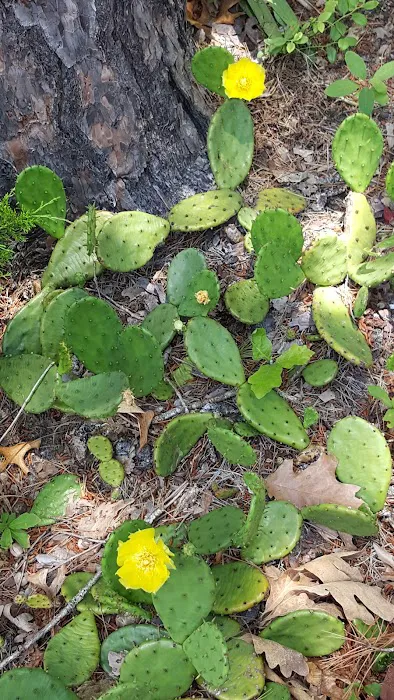 Seaville Shores Picture 2