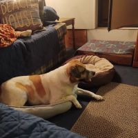 Tamerlane Campground ico